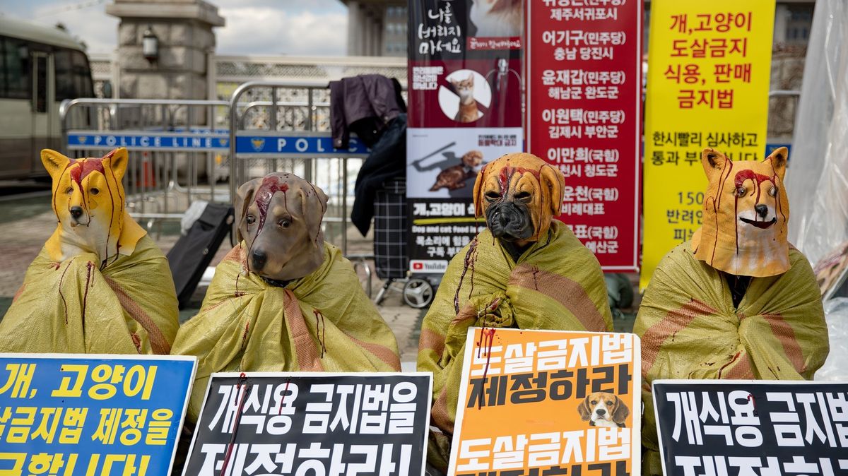 V Koreji jedí psy. Možná to zakážeme, přemítá prezident